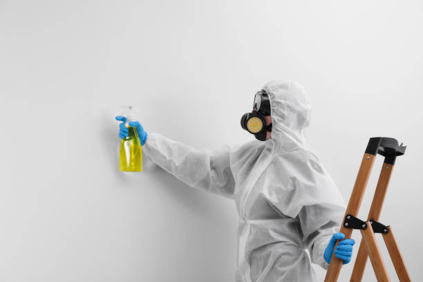 Mold Odor Removal Services in Wabasha, MN